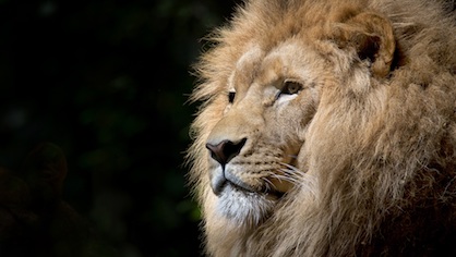 lion-wild-africa-african